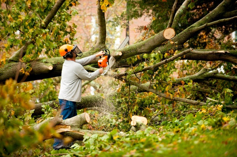 Tree Pruning Services Warren NJ